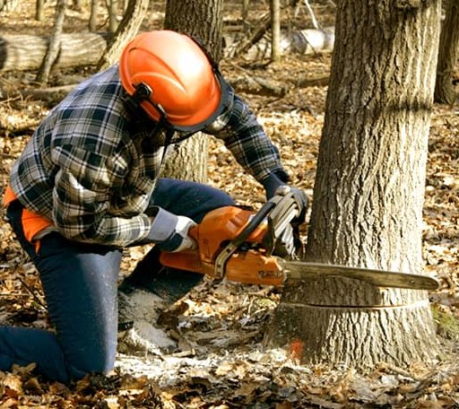 Tree Removal in Cornish, UT